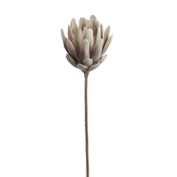Protea