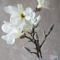 Magnolia rama