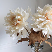 Dahlia rama