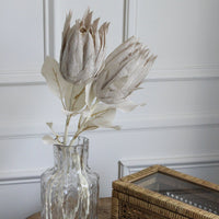 Protea cream