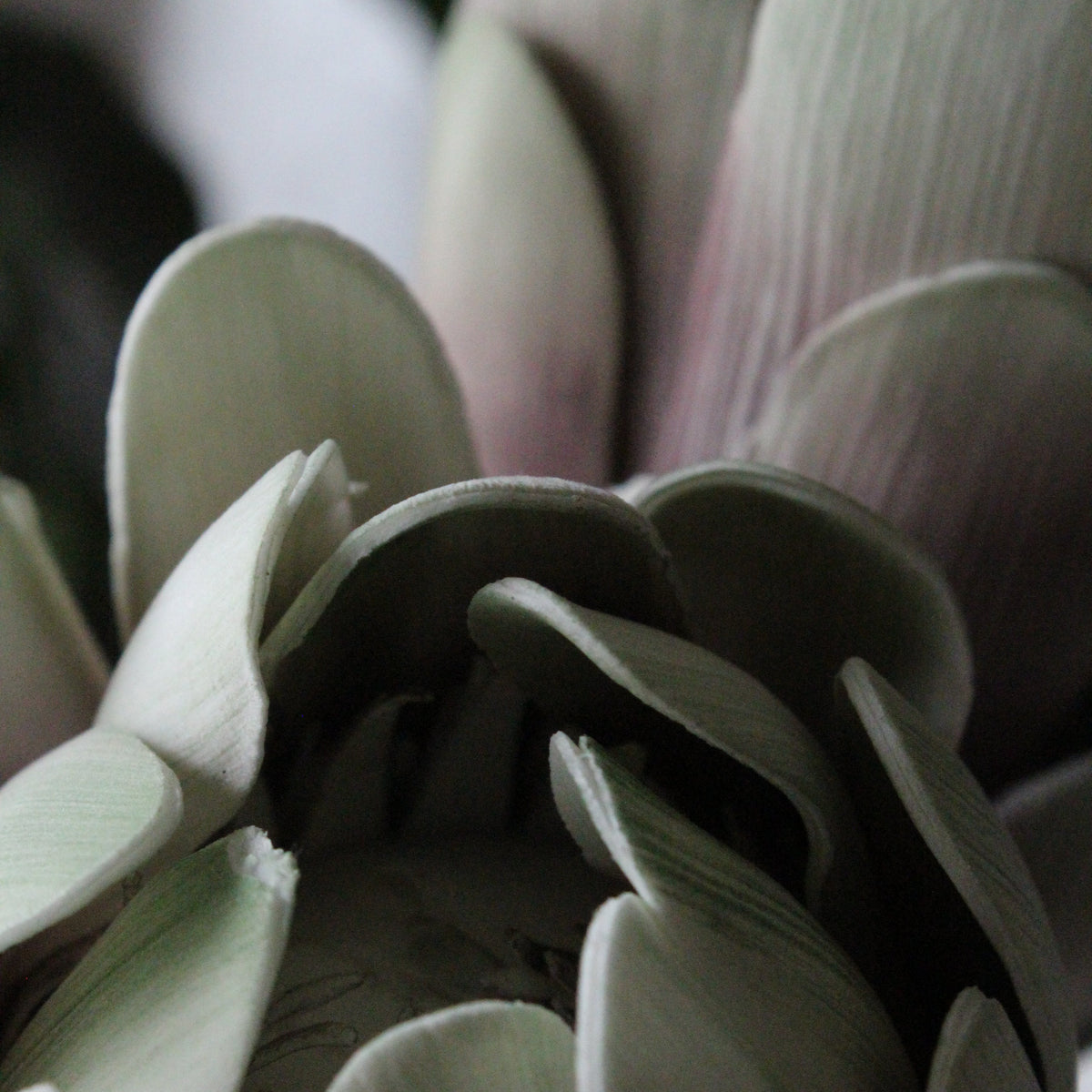 Protea