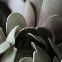 Protea