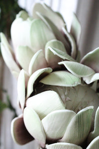 Protea