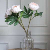 Peonia rosa palo