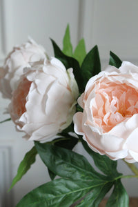 Peonia rosa palo