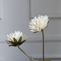 Dahlia ramita