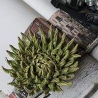 Flor Oliva
