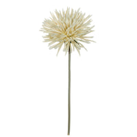 Dahlia ramita