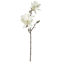 Magnolia rama
