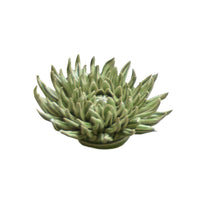 Flor Oliva