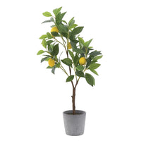 Árbol de limón
